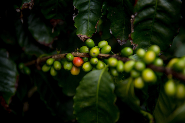 Coffee Plant with one red coffee bloom and the rest are green.