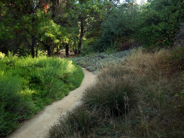 Pathway in brush
