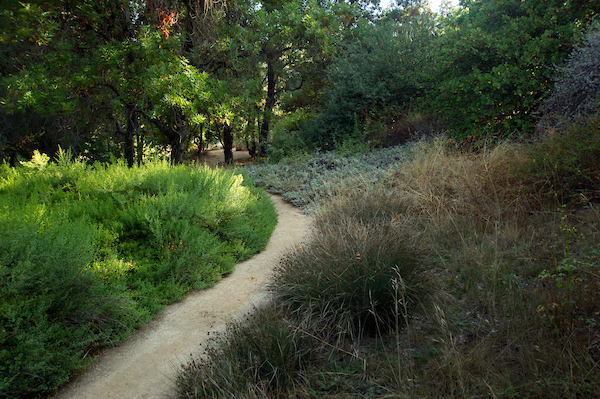 Path in Arboretum 