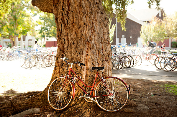 Bike leaning against a tree with bike racks in the background