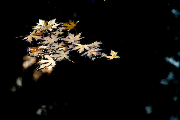 Brown leaves floating on dark water