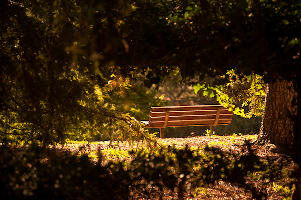 A bench on campus in the UCD Arboretum 