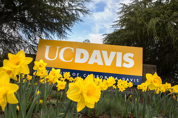 UCD Sign with daffodils 