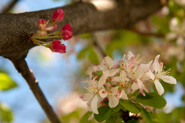 Light and Dark Pink Flowers on Tree