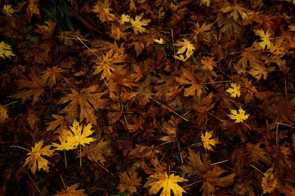 Fall leaves floating in dark water