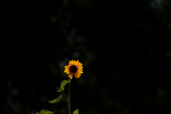 Yellow sunflower with black background