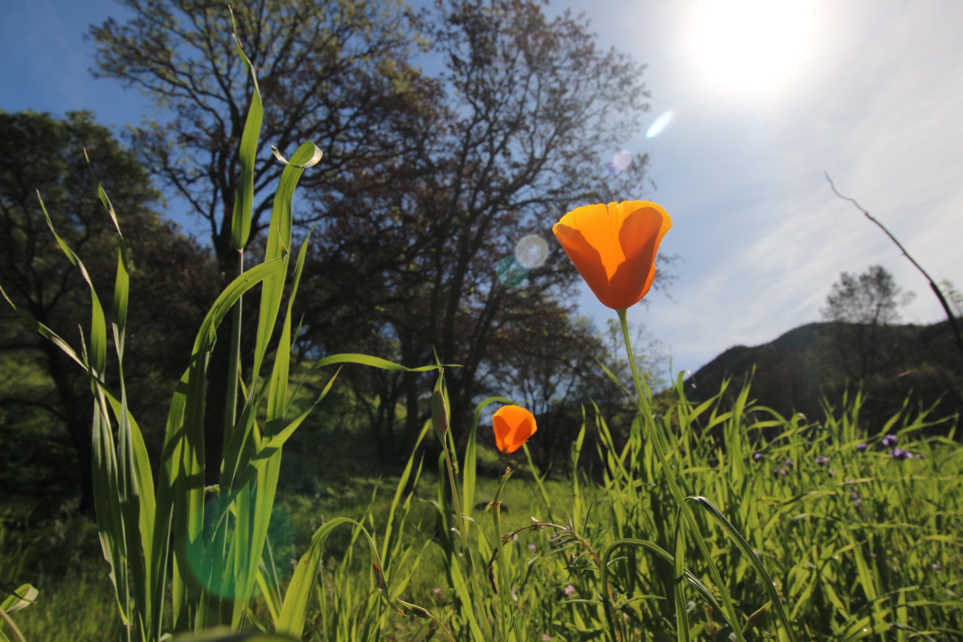 California Poppy in a grass field with trees in the background