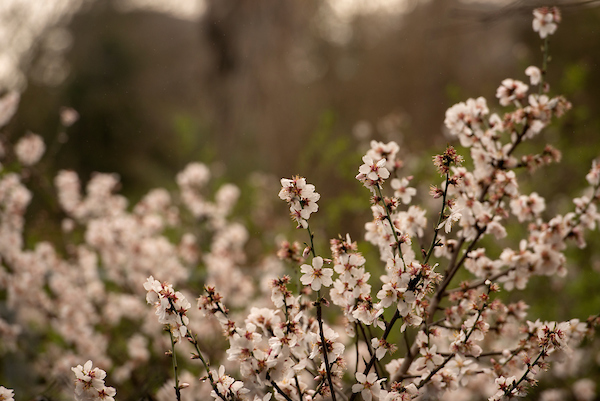 Cherry Blossoms